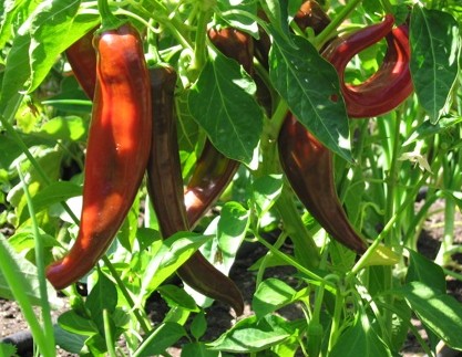 Anaheim Chile Pepper seed Capsicum annuum Anaheim